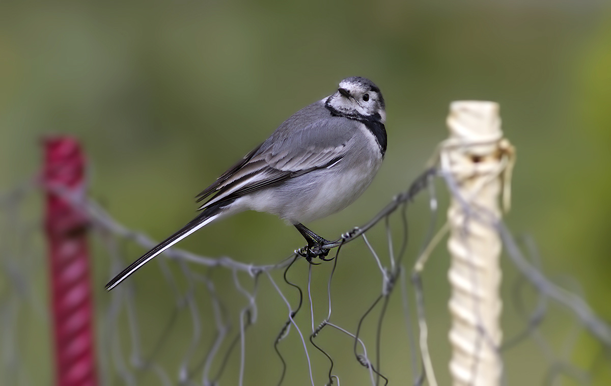 White Wagtail